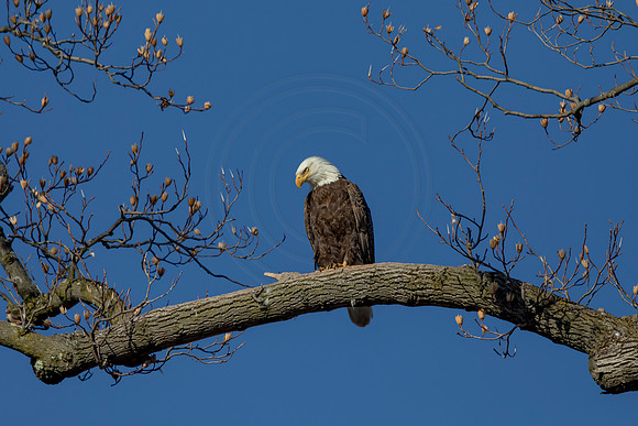 328 eagle (AF3A5119) March 20, 2021