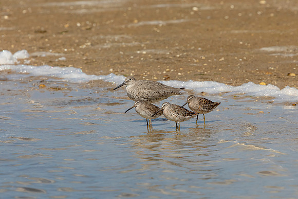 199 shorebirds (6F3A6848) April 15, 2021