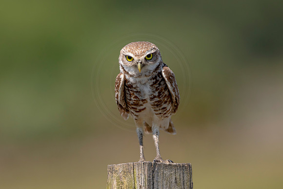865 burrowing owl (6F3A2134) April 17, 2021
