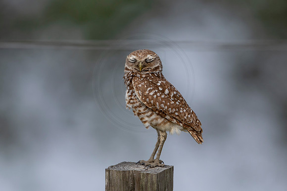 596 burrowing owl (6F3A0357) April 17, 2021