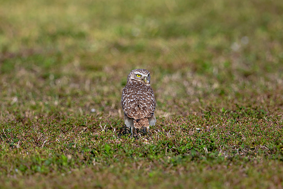 579 burrowing owl (6F3A0236) April 17, 2021