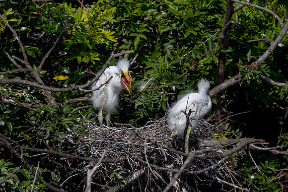 1107 egrets (6F3A4095) April 18, 2021