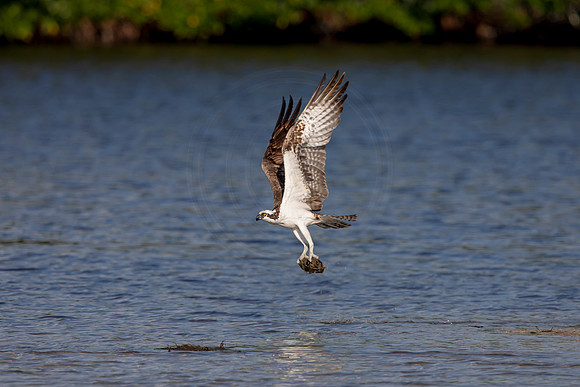 71 osprey (6F3A5614) April 15, 2021