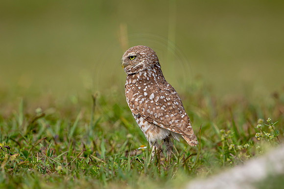 605 burrowing owl (6F3A0400) April 17, 2021