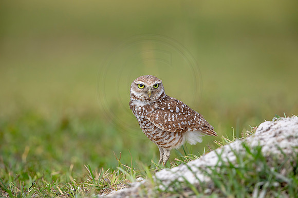 604 burrowing owl (6F3A0396) April 17, 2021