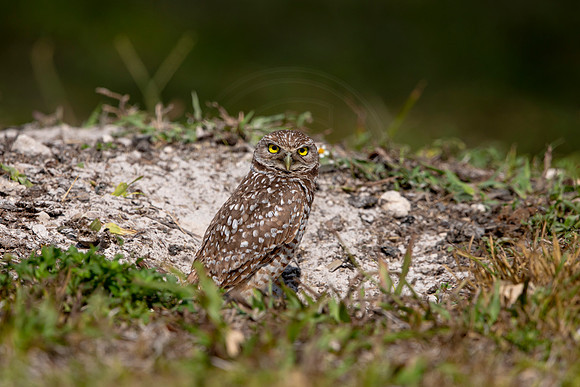 643 burrowing owl (6F3A0736) April 17, 2021
