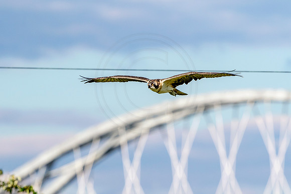 Osprey in Crown Point