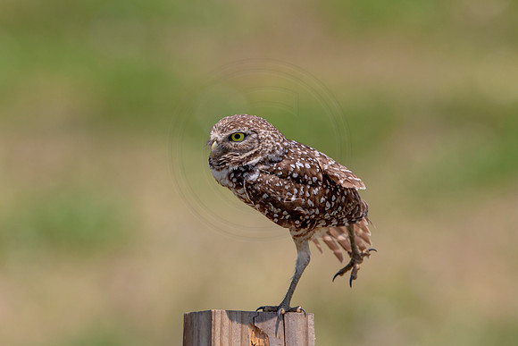 727 burrowing owl (6F3A1398) April 17, 2021