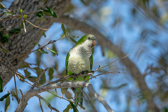 1231 monk parakeet (6F3A5792) April 18, 2021