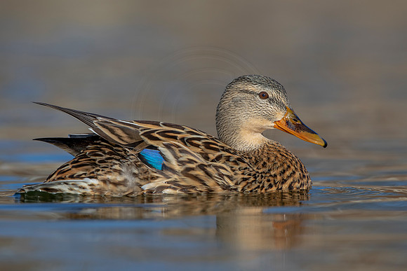 296 mallard (AF3A4585) March 20, 2021