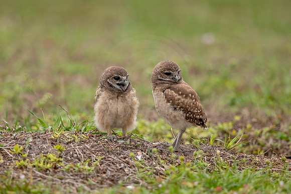 59 burrowing owl (6F3A1692) April 21, 2021