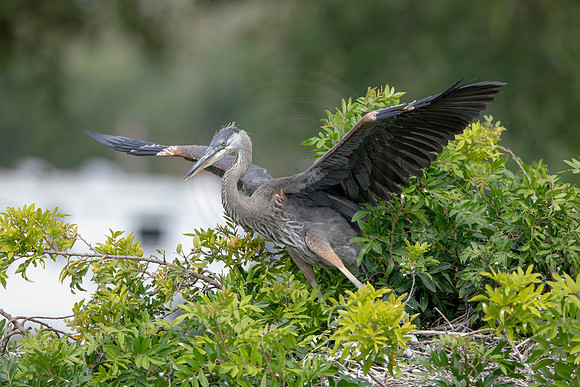 1159 gbh (6F3A4703) April 18, 2021