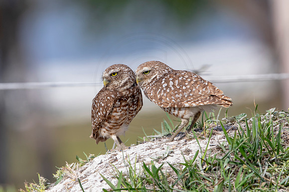 585 burrowing owl (6F3A0320) April 17, 2021