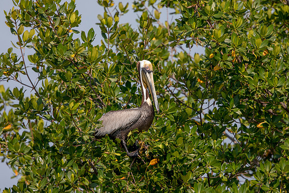 453 pelican (6F3A8869) April 15, 2021