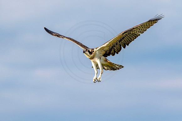 Osprey in Crown Point