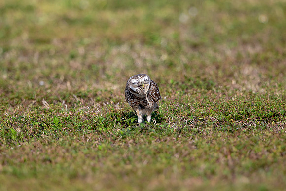570 burrowing owl (6F3A0168) April 17, 2021