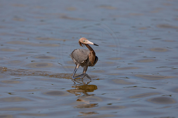 90 reddish egret (6F3A6112) April 15, 2021