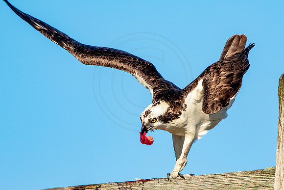 Osprey in Crown Point