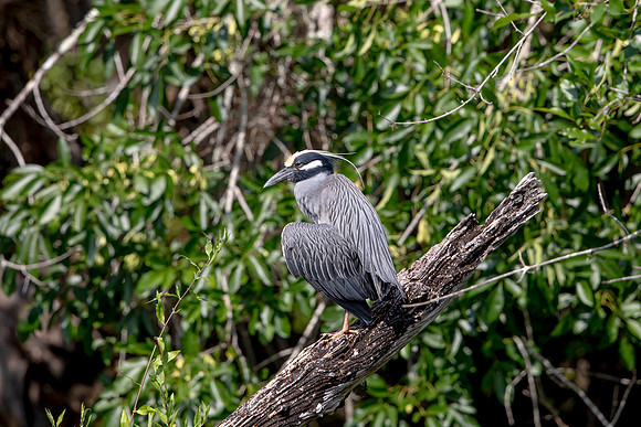 550 night heron (6F3A9734) April 16, 2021