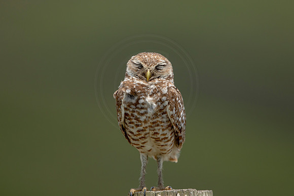 713 burrowing owl (6F3A1292) April 17, 2021