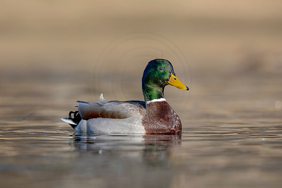 287 mallard (AF3A4531) March 20, 2021