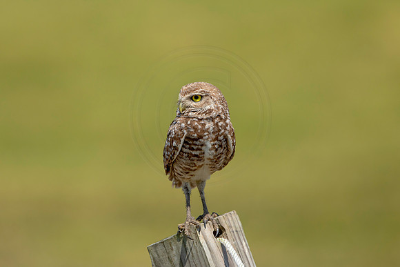 825 burrowing owl (6F3A1932) April 17, 2021