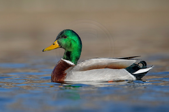 286 mallard (AF3A4526) March 20, 2021