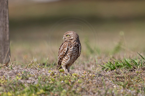 1254 burrowing owl (6F3A5974) April 18, 2021