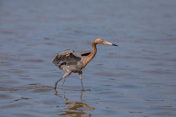 91 reddish egret (6F3A6118) April 15, 2021