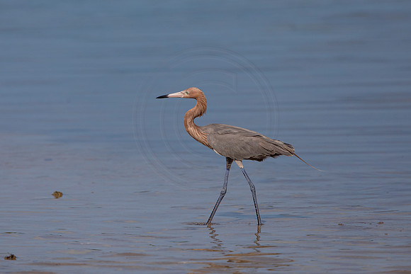 109 reddish egret (6F3A6367) April 15, 2021