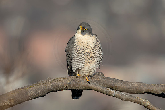 127 peregrine falcon (AF3A2751) March 7, 2021