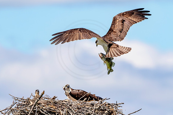 Osprey in Crown Point