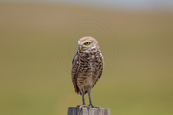 762 burrowing owl (6F3A1583) April 17, 2021
