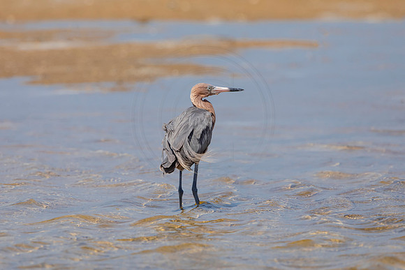 262 reddish egret (6F3A7452) April 15, 2021