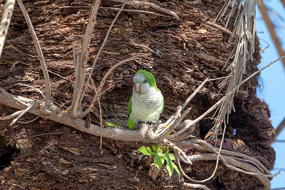 1218 monk parakeet (6F3A5508) April 18, 2021