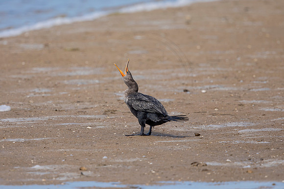 240 cormorant (6F3A7222) April 15, 2021