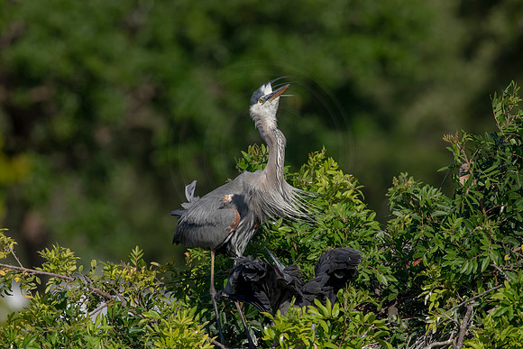 972 gbh (6F3A2928) April 18, 2021