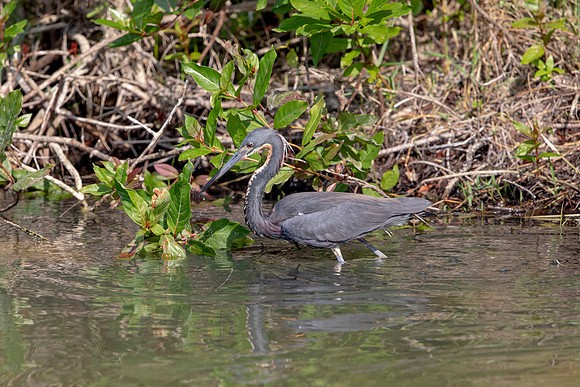 554 heron (6F3A9875) April 16, 2021