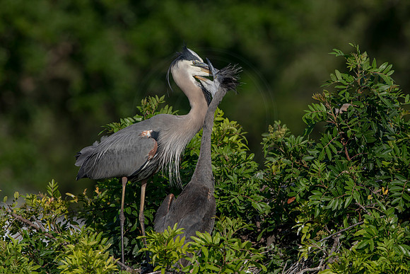 968 gbh (6F3A2878) April 18, 2021