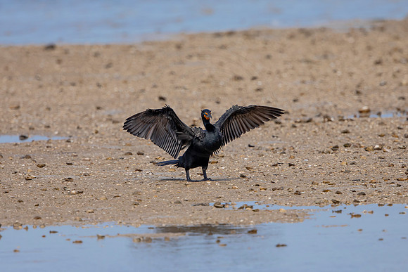 234 cormorant (6F3A7201) April 15, 2021
