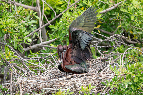 1152 glossy ibis (6F3A4676) April 18, 2021