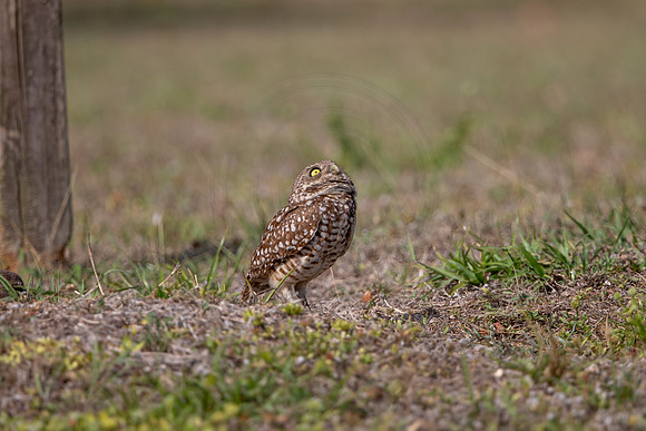 1251 burrowing owl (6F3A5957) April 18, 2021
