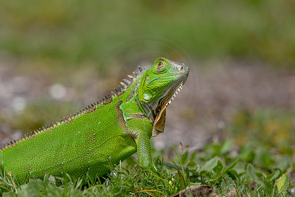 318 iguana (6F3A8161) April 15, 2021