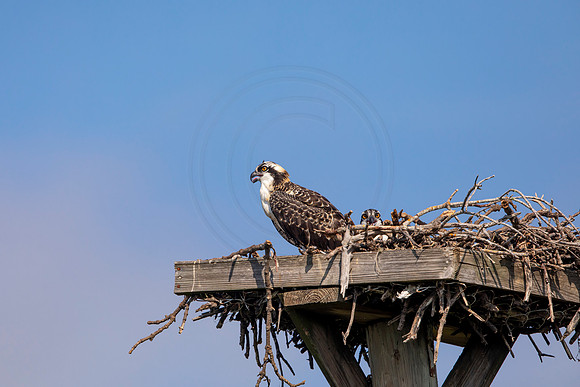 116 osprey (6F3A6409) April 15, 2021