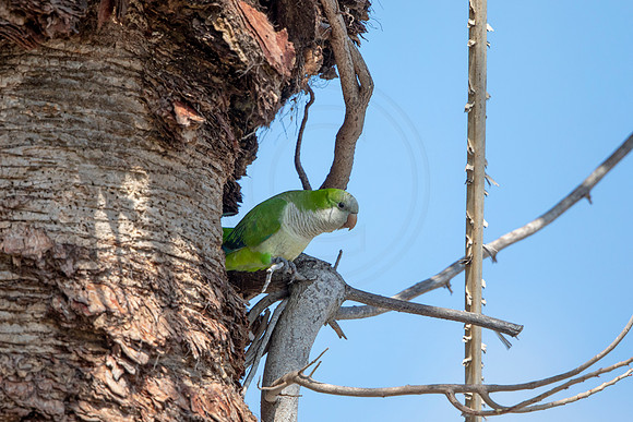 1223 monk parakeet (6F3A5619) April 18, 2021