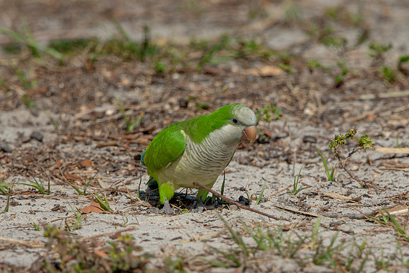 1235 monk parakeet (6F3A5812) April 18, 2021
