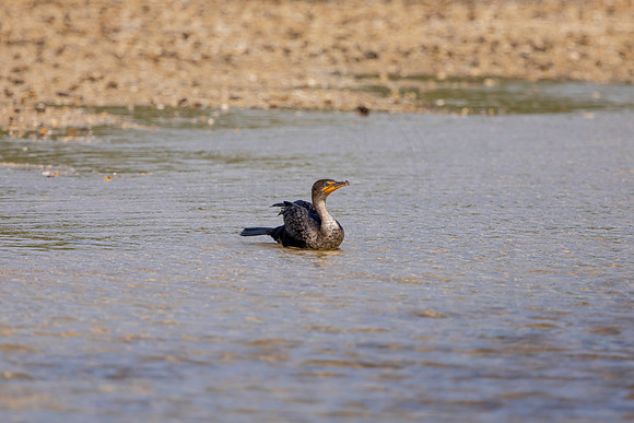 220 cormorant (6F3A7070) April 15, 2021