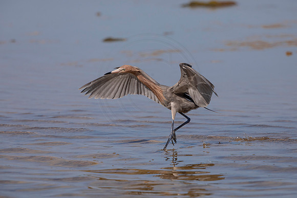 112 reddish egret (6F3A6373) April 15, 2021