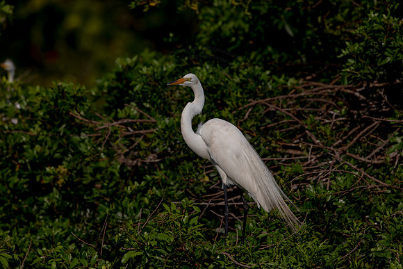 1005 egret (6F3A3287) April 18, 2021