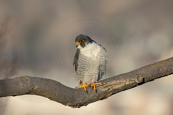 159 peregrine falcon (AF3A3070) March 7, 2021